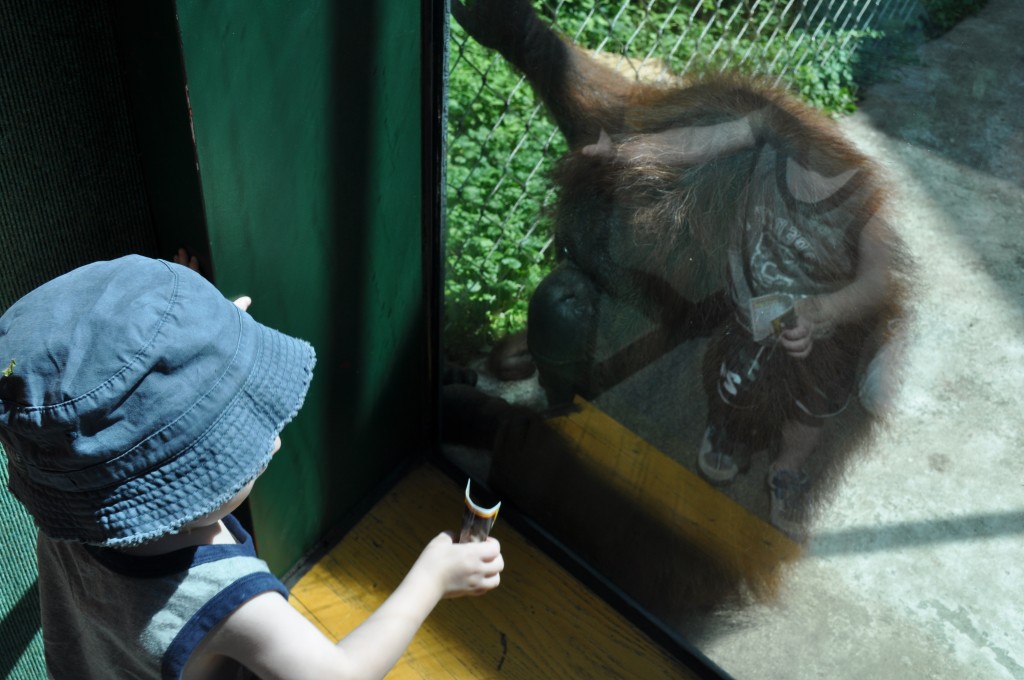 Ryan goes to the zoo!