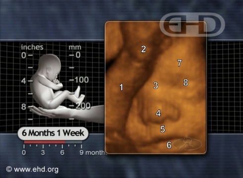 Pregnancy: week 25