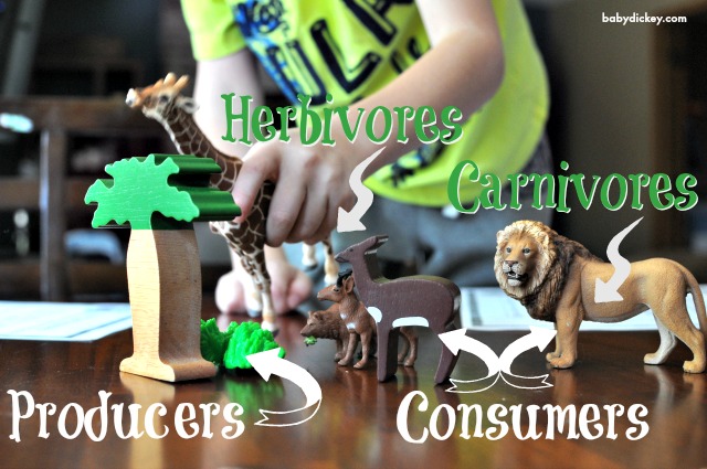 the food chain: producers and consumers